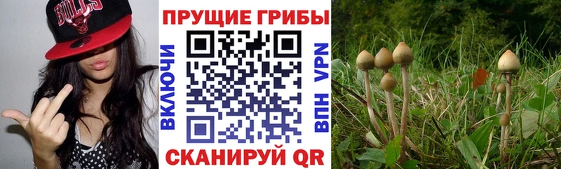 Галлюциногенные грибы GOLDEN TEACHER  Вольск 